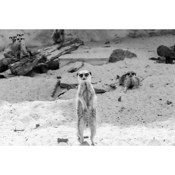 photo de suricate